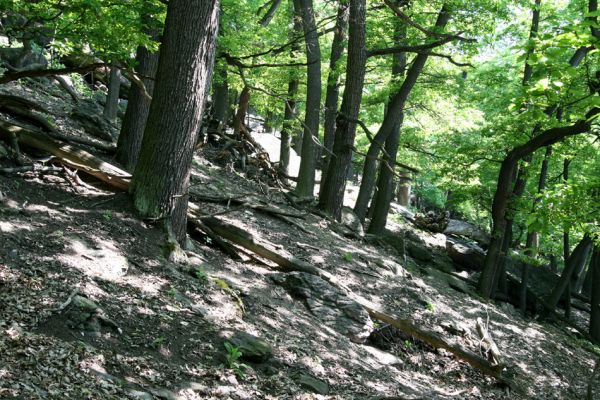 Horní Jiřetín, Jezeří, Jezerka, 13.5.2008
Suťový les na jižním svahu.
Klíčová slova: Krušné hory Horní Jiřetín Jezeří Jezerka
