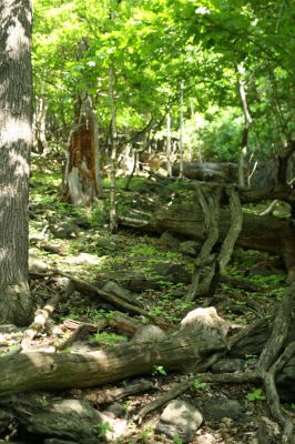 Horní Jiřetín, Jezeří, Jezerka, 13.5.2008
Suťový les na jižním svahu.
Klíčová slova: Krušné hory Horní Jiřetín Jezeří Jezerka