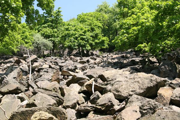 Horní Jiřetín, Jezeří, Jezerka, 13.5.2008
Suťový les na jižním svahu.
Klíčová slova: Krušné hory Horní Jiřetín Jezeří Jezerka Idolus picipennis Megapenthes lugens Cardiophorus nigerrimus Nothodes parvulus