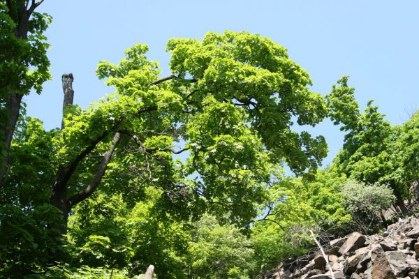 Horní Jiřetín, Jezeří, Jezerka, 13.5.2008
Suťový les na jižním svahu.
Klíčová slova: Krušné hory Horní Jiřetín Jezeří Jezerka