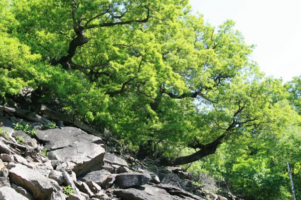 Horní Jiřetín, Jezeří, Jezerka, 13.5.2008
Suťový les na jižním svahu.
Klíčová slova: Krušné hory Horní Jiřetín Jezeří Jezerka Idolus picipennis Cardiophorus nigerrimus Nothodes parvulus