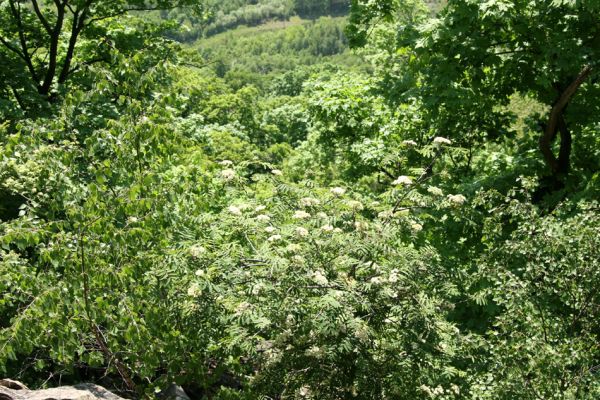 Horní Jiřetín, Jezeří, Jezerka, 13.5.2008
Kvetoucí kalina.
Klíčová slova: Krušné hory Horní Jiřetín Jezeří Jezerka