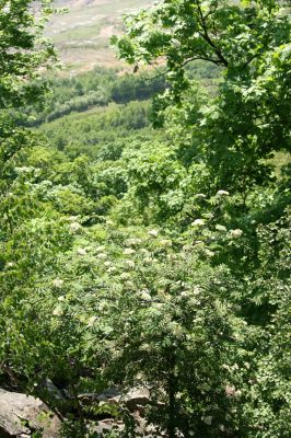 Horní Jiřetín, Jezeří, Jezerka, 13.5.2008
Kvetoucí kalina v suťovém lese na jižním svahu.
Klíčová slova: Krušné hory Horní Jiřetín Jezeří Jezerka