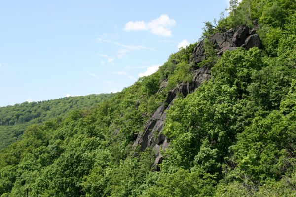 Horní Jiřetín, Jezeří, Jezerka, 13.5.2008
Suťový les na jihovýchodním svahu. Skaliska zde vytvářejí jen obtížně prostupný terén.
Klíčová slova: Krušné hory Horní Jiřetín Jezeří Jezerka Megapenthes lugens Cardiophorus gramineus Ampedus brunnicornis