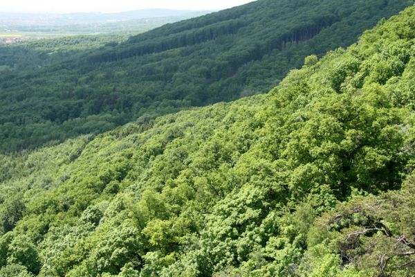 Horní Jiřetín, Jezeří, Jezerka, 13.5.2008
Suťový les na jižním svahu.
Klíčová slova: Krušné hory Horní Jiřetín Jezeří Jezerka