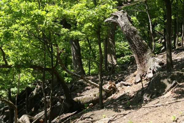 Horní Jiřetín, Jezeří, Jezerka, 13.5.2008
Suťový les na jižním svahu.
Klíčová slova: Krušné hory Horní Jiřetín Jezeří Jezerka