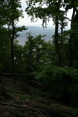 Horní Jiřetín, Jezeří, Jezerka, 13.5.2008
Suťový les na jihovýchodním svahu.
Mots-clés: Krušné hory Horní Jiřetín Jezeří Jezerka