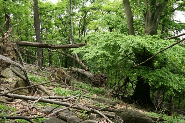 Horní Jiřetín, Jezeří, Jezerka, 13.5.2008
Suťový les na jihovýchodním svahu. 
Schlüsselwörter: Krušné hory Horní Jiřetín Jezeří Jezerka Ampedus praeustus rufipennis