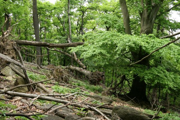 Horní Jiřetín, Jezeří, Jezerka, 13.5.2008
Suťový les na jihovýchodním svahu. 
Klíčová slova: Krušné hory Horní Jiřetín Jezeří Jezerka Ampedus praeustus rufipennis