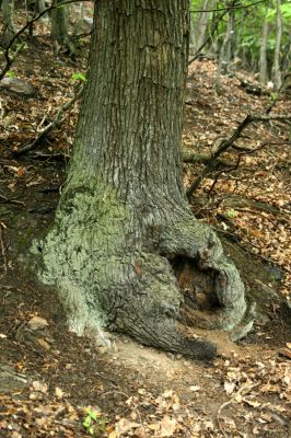 Horní Jiřetín, Jezeří, Jezerka, 13.5.2008
Suťový les na jižním svahu. Dutina dubu osídlená kovaříky Limoniscus violaceus.
Klíčová slova: Krušné hory Horní Jiřetín Jezeří Jezerka Limoniscus violaceus