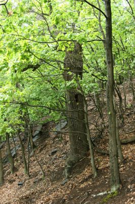 Horní Jiřetín, Jezeří, Jezerka, 13.5.2008
Suťový les na jižním svahu. Dub osídlený kovaříky Limoniscus violaceus. 
Schlüsselwörter: Krušné hory Horní Jiřetín Jezeří Jezerka Limoniscus violaceus