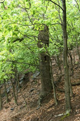 Horní Jiřetín, Jezeří, Jezerka, 13.5.2008
Suťový les na jižním svahu. Dub osídlený kovaříky Limoniscus violaceus. 
Mots-clés: Krušné hory Horní Jiřetín Jezeří Jezerka Limoniscus violaceus