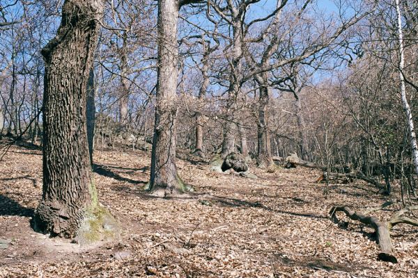 Horní Jiřetín, Jezeří, Jezerka, 17.4.2003
Suťový les na jižním svahu.
Klíčová slova: Krušné hory Horní Jiřetín Jezeří Jezerka