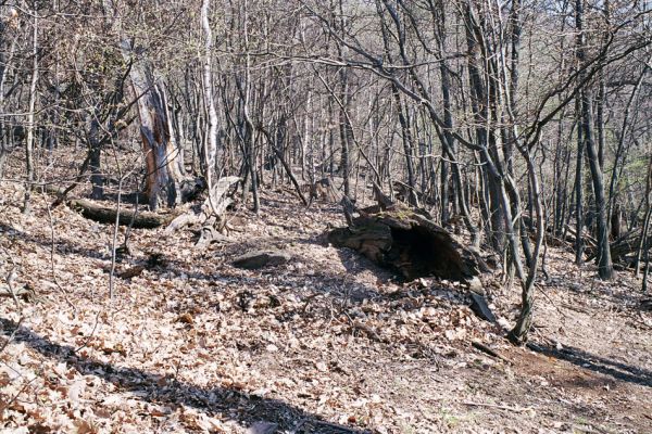 Horní Jiřetín, Jezeří, Jezerka, 17.4.2003
Suťový les na jižním svahu. Padlý kmen osídlený kovaříky Ampedus brunnicornis.
Klíčová slova: Krušné hory Horní Jiřetín Jezeří Jezerka Ampedus brunnicornis