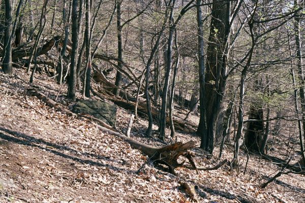 Horní Jiřetín, Jezeří, Jezerka, 17.4.2003
Suťový les na jižním svahu.
Keywords: Krušné hory Horní Jiřetín Jezeří Jezerka