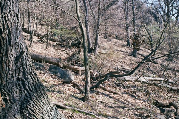 Horní Jiřetín, Jezeří, Jezerka, 17.4.2003
Suťový les na jižním svahu.
Klíčová slova: Krušné hory Horní Jiřetín Jezeří Jezerka