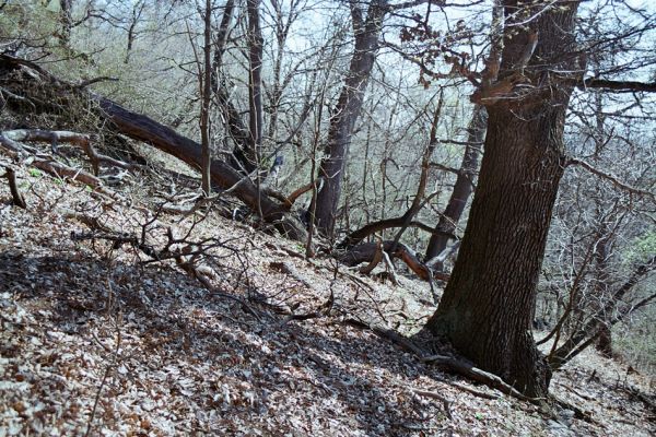 Horní Jiřetín, Jezeří, Jezerka, 17.4.2003
Suťový les na jižním svahu. 
Keywords: Krušné hory Horní Jiřetín Jezeří Jezerka