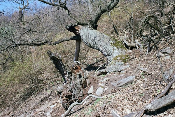 Horní Jiřetín, Jezeří, Jezerka, 17.4.2003
Suťový les na jižním svahu. 
Keywords: Krušné hory Horní Jiřetín Jezeří Jezerka Hypoganus inunctus