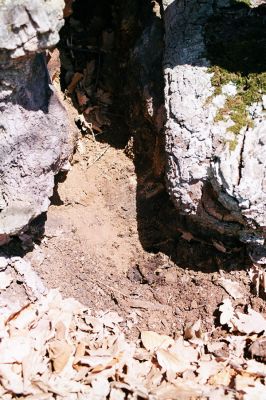 Horní Jiřetín, Jezeří, Jezerka, 17.4.2003
Suťový les na jižním svahu. Dub osídlený kovaříky Limoniscus violaceus a Ischnodes sanguinicollis.
Klíčová slova: Krušné hory Horní Jiřetín Jezeří Jezerka Limoniscus violaceus Ischnodes sanguinicollis