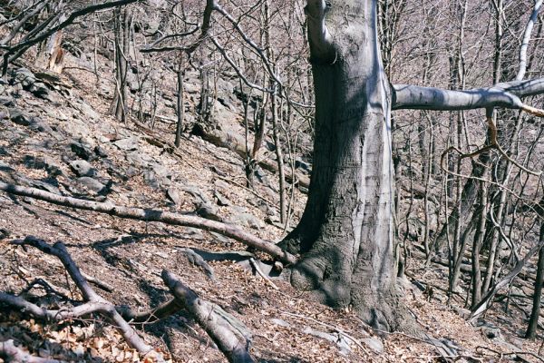 Horní Jiřetín, Jezeří, Jezerka, 17.4.2003
Suťový les na jižním svahu.
Schlüsselwörter: Krušné hory Horní Jiřetín Jezeří Jezerka