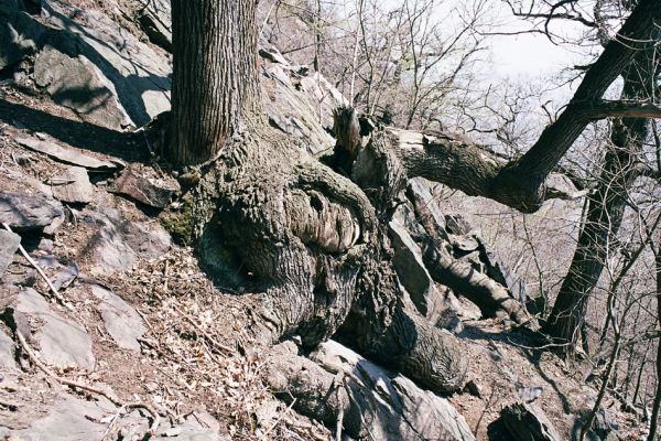 Horní Jiřetín, Jezeří, Jezerka, 17.4.2003
Suťový les na jižním svahu. Impozantní kmen skalního dubu.
Klíčová slova: Krušné hory Horní Jiřetín Jezeří Jezerka