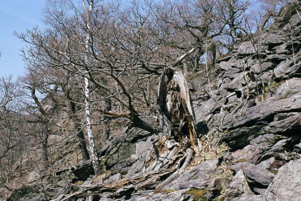 Horní Jiřetín, Jezeří, Jezerka, 17.4.2003
Suťový les na západním svahu. 
Klíčová slova: Krušné hory Horní Jiřetín Jezeří Jezerka