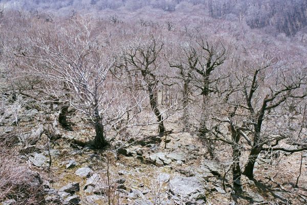 Horní Jiřetín, Jezeří, Jezerka, 17.4.2003
Suťový les na jihozápadním svahu.
Klíčová slova: Krušné hory Horní Jiřetín Jezeří Jezerka