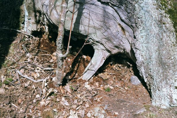 Horní Jiřetín, Jezeří, Jezerka, 17.4.2003
Suťový les na západním svahu. Dutina pod převisem u paty kmene dubu osídlená kovaříky Limoniscus violaceus a Ischnodes sanguinicollis.
Klíčová slova: Krušné hory Horní Jiřetín Jezeří Jezerka Limoniscus violaceus Ischnodes sanguinicollis
