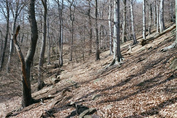 Horní Jiřetín, Jezeří, Jezerka, 17.4.2003
Suťový les na západním svahu. 
Klíčová slova: Krušné hory Horní Jiřetín Jezeří Jezerka