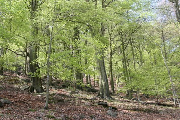 Horní Jiřetín, 20.4.2018
Jezeří - Jánský vrch. Starý bukový les v údolí Šramnického potoka.
Klíčová slova: Horní Jiřetín Jánský vrch Limoniscus violaceus Ischnodes sanguinicollis