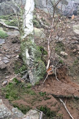 Jezeří, Jezerka, 24.11.2012
Biotop kovaříka Anostirus castaneus.
Klíčová slova: Krušné hory Jezeří Jezerka Anostirus castaneus Pheletes aeneoniger