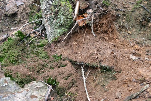 Jezeří, Jezerka, 24.11.2012
Biotop kovaříka Anostirus castaneus.
Klíčová slova: Krušné hory Jezeří Jezerka Anostirus castaneus Pheletes aeneoniger
