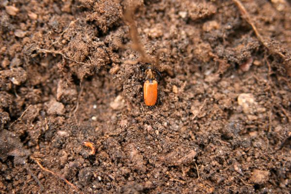 Jezeří, Jezerka, 24.11.2012
Samička kovaříka Anostirus castaneus a larva Pheletes aeneoniger.
Klíčová slova: Krušné hory Jezeří Jezerka Anostirus castaneus