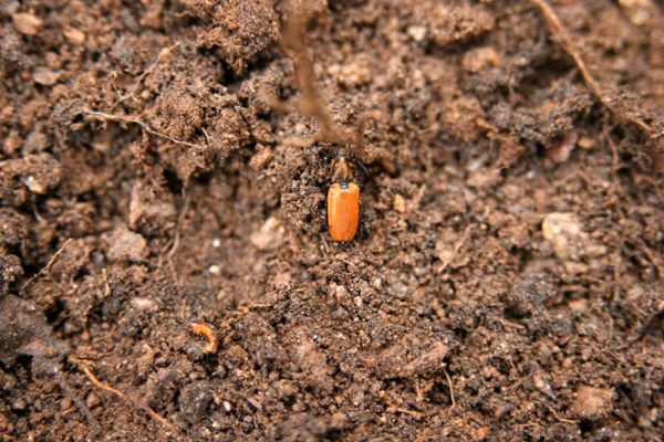 Jezeří, Jezerka, 24.11.2012
Samička kovaříka Anostirus castaneus a larva Pheletes aeneoniger.
Mots-clés: Krušné hory Jezeří Jezerka Anostirus castaneus