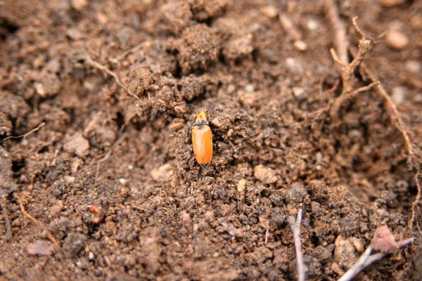 Jezeří, Jezerka, 24.11.2012
Samička kovaříka Anostirus castaneus a larva Pheletes aeneoniger.
Schlüsselwörter: Krušné hory Jezeří Jezerka Anostirus castaneus