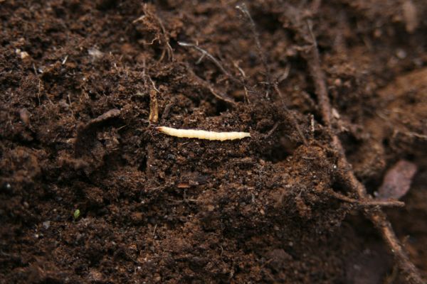 Jezeří, Jezerka, 24.11.2012
Larva kovaříka Cardiophorus nigerrimus.
Klíčová slova: Krušné hory Jezeří Jezerka Cardiophorus nigerrimus
