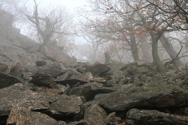 Jezeří, Jezerka, 24.11.2012
Suťový les.
Klíčová slova: Krušné hory Jezeří Jezerka