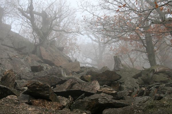 Jezeří, Jezerka, 24.11.2012
Suťový les.
Klíčová slova: Krušné hory Jezeří Jezerka