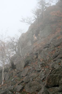 Jezeří, Jezerka, 24.11.2012
Suťový les.
Klíčová slova: Krušné hory Jezeří Jezerka