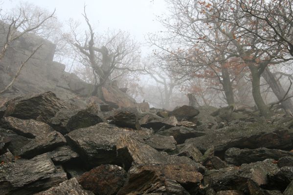 Jezeří, Jezerka, 24.11.2012
Suťový les.
Klíčová slova: Krušné hory Jezeří Jezerka