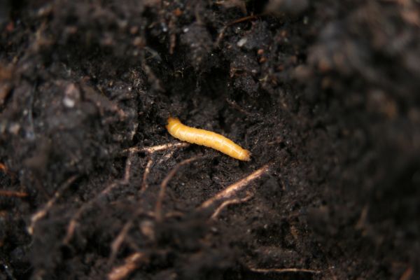 Jezeří, Jezerka, 24.11.2012
Larva kovaříka Selatosomus aeneus.
Klíčová slova: Krušné hory Jezeří Jezerka Selatosomus aeneus