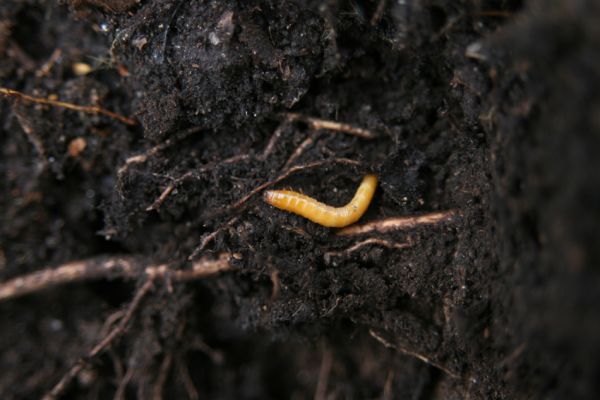 Jezeří, Jezerka, 24.11.2012
Larva kovaříka Selatosomus aeneus.
Klíčová slova: Krušné hory Jezeří Jezerka Selatosomus aeneus