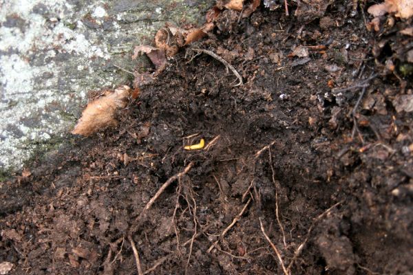 Jezeří, Jezerka, 24.11.2012
Biotop kovaříka Selatosomus aeneus.
Klíčová slova: Krušné hory Jezeří Jezerka Selatosomus aeneus