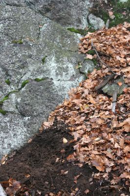 Jezeří, Jezerka, 24.11.2012
Biotop kovaříka Selatosomus aeneus.
Klíčová slova: Krušné hory Jezeří Jezerka Selatosomus aeneus