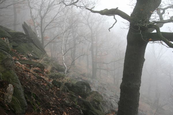 Jezeří, Jezerka, 24.11.2012
Suťový les.
Klíčová slova: Krušné hory Jezeří Jezerka