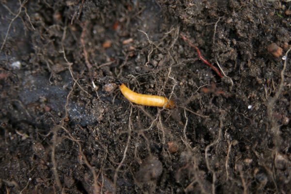 Jezeří, Jezerka, 24.11.2012
Larva kovaříka Selatosomus aeneus.
Klíčová slova: Krušné hory Jezeří Jezerka Selatosomus aeneus