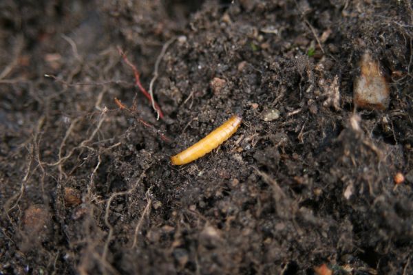 Jezeří, Jezerka, 24.11.2012
Larva kovaříka Selatosomus aeneus.
Klíčová slova: Krušné hory Jezeří Jezerka Selatosomus aeneus