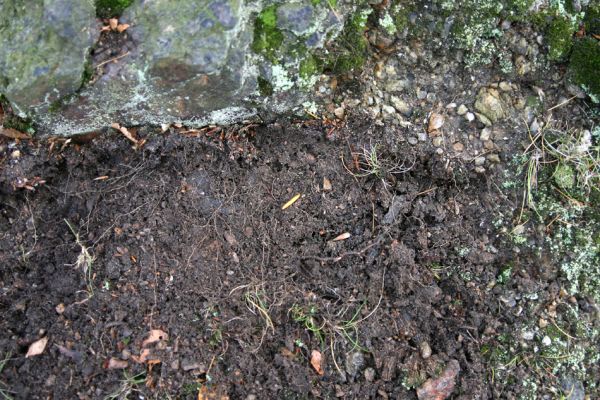 Jezeří, Jezerka, 24.11.2012
Biotop kovaříka Selatosomus aeneus.
Klíčová slova: Krušné hory Jezeří Jezerka Selatosomus aeneus