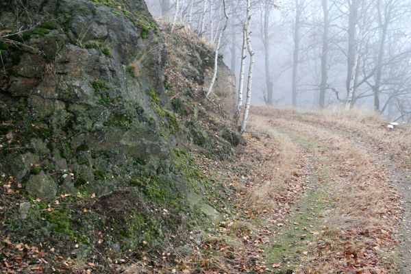 Jezeří, Jezerka, 24.11.2012
Biotop kovaříka Selatosomus aeneus.
Klíčová slova: Krušné hory Jezeří Jezerka Selatosomus aeneus