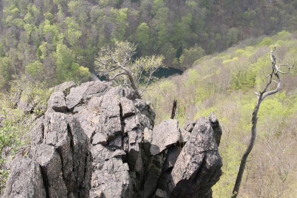 Horní Jiřetín, 24.4.2015
Jezerka.
Klíčová slova: Horní Jiřetín Jezerka Anostirus bohemicus castaneus